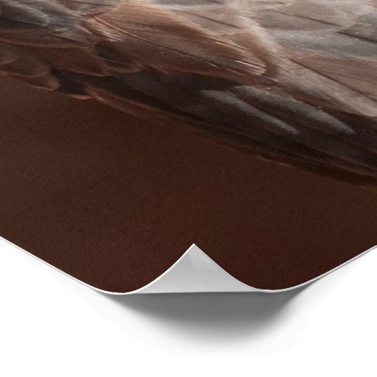 Kestrel Poster (Ecke)