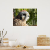 Kestrel Poster (Küche)