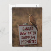 Kestrel Postkarte (Vorne/Hinten)