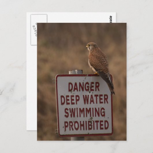 Kestrel Postkarte (Vorne/Hinten)