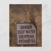 Kestrel Postkarte (Vorderseite)