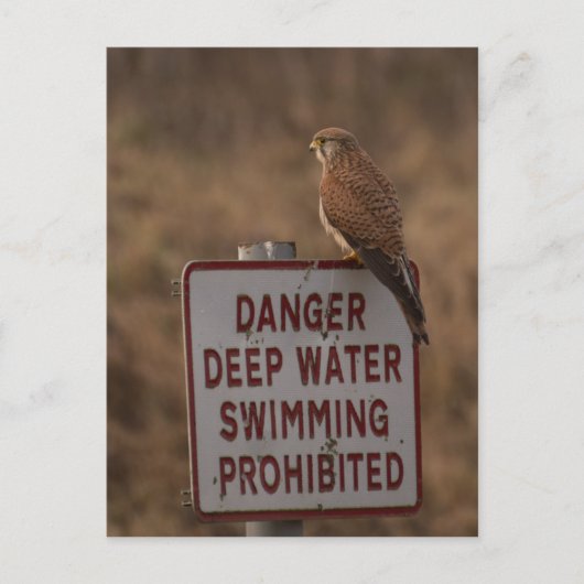 Kestrel Postkarte (Vorderseite)