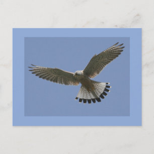 Kestrel Postkarte