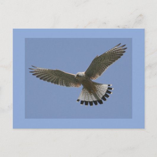 Kestrel Postkarte (Vorderseite)