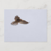 Kestrel Postkarte (Vorderseite)