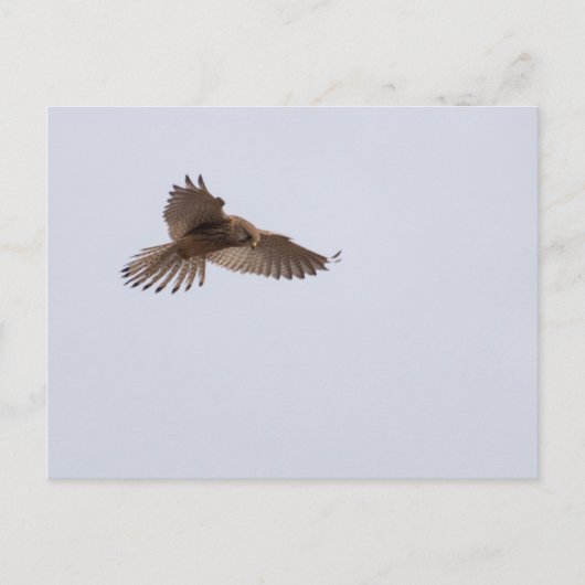 Kestrel Postkarte (Vorderseite)