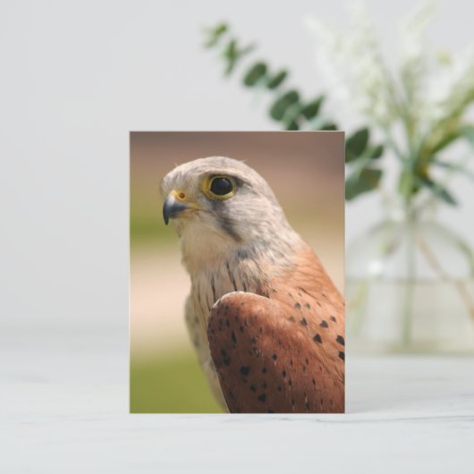 Kestrel Postkarte (Stehend Vorderseite)