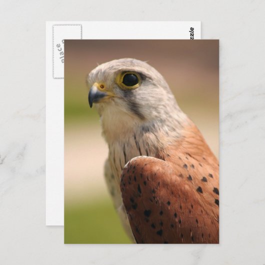 Kestrel Postkarte (Vorne/Hinten)