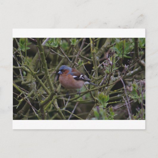 Ketten im Baum Postkarte (Vorderseite)