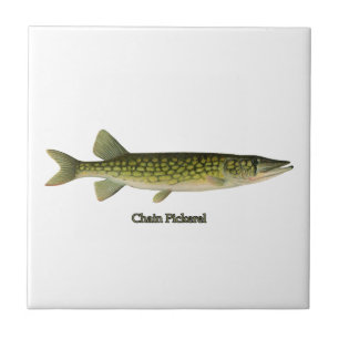 Kettenpickerel-Illustration Fliese