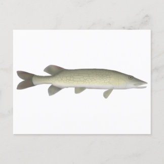 Kettenpickerel Postkarte