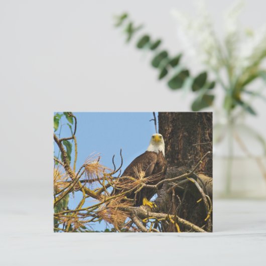 Kettle River Eagle Postkarte (Stehend Vorderseite)