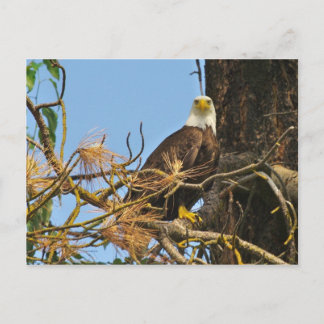Kettle River Eagle Postkarte