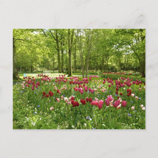 Keukenhof 2 postkarte (Vorderseite)