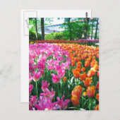 Keukenhof garden - Holland Postkarte (Vorne/Hinten)