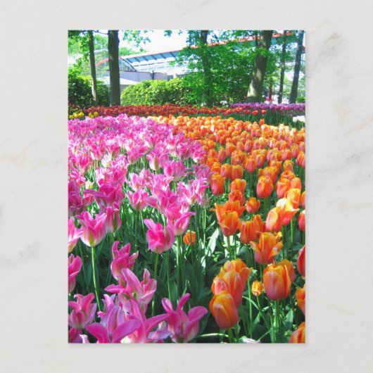 Keukenhof garden - Holland Postkarte (Vorderseite)