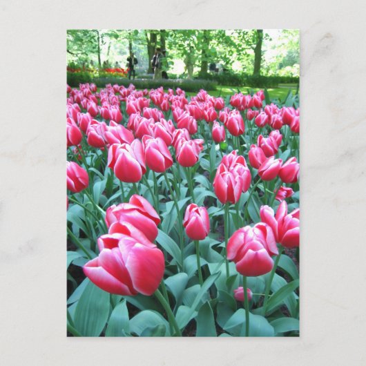 Keukenhof garden - Holland Postkarte (Vorderseite)
