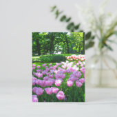 Keukenhof garden - Holland Postkarte (Stehend Vorderseite)