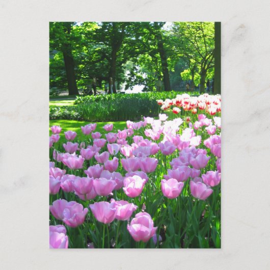 Keukenhof garden - Holland Postkarte (Vorderseite)