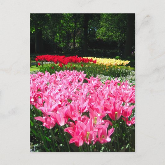Keukenhof garden - Holland Postkarte (Vorderseite)