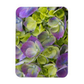 Keukenhof Garden Hydrangea Magnet (Vertikal)