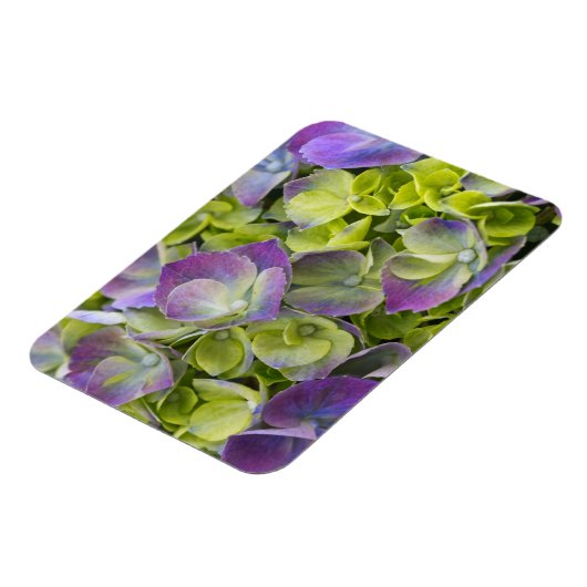 Keukenhof Garden Hydrangea Magnet (Linke Seite)