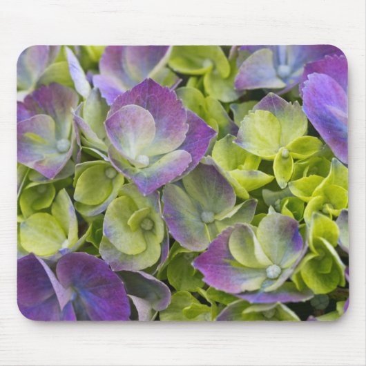 Keukenhof Garden Hydrangea Mousepad (Vorne)