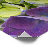 Keukenhof Garden Hydrangea Poster (Ecke)