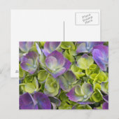 Keukenhof Garden Hydrangea Postkarte (Vorne/Hinten)