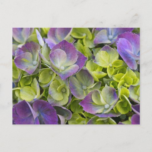 Keukenhof Garden Hydrangea Postkarte (Vorderseite)