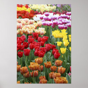 Keukenhof Gardens, Holland, ist auf 2 Poster