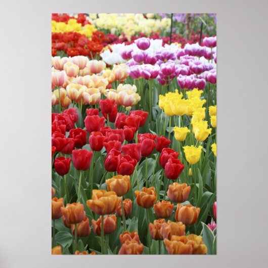 Keukenhof Gardens, Holland, ist auf 2 Poster (Vorne)