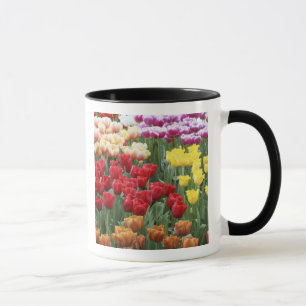 Keukenhof Gardens, Holland, spezialisiert auf 2 Tasse
