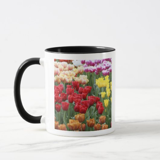 Keukenhof Gardens, Holland, spezialisiert auf 2 Tasse (Links)