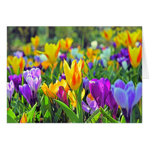 KEUKENHOF GÄRTEN, HOLLAND