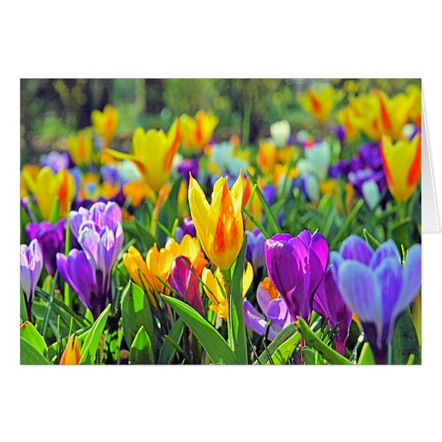 KEUKENHOF GÄRTEN, HOLLAND (Vorderseite (Horizontal))