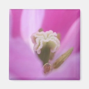 Keukenhof-Gärten, Holland, spezialisiert sich auf  Magnet