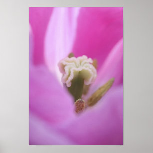 Keukenhof-Gärten, Holland, spezialisiert sich auf  Poster