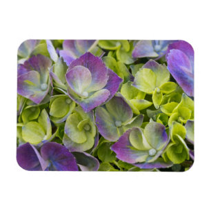 Keukenhof-Garten Hortensie Magnet