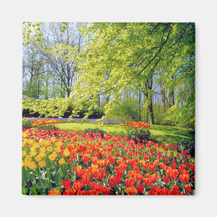 KEUKENHOF GÄRTEN, LISSE HOLLAND MAGNET