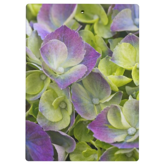 Keukenhof GartenHydrangea Klemmbrett (Rückseite)