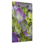 Keukenhof GartenHydrangea Klemmbrett (Rechts)