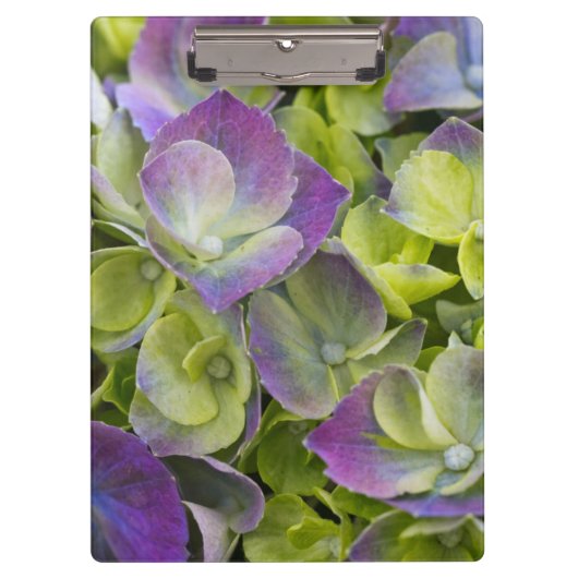 Keukenhof GartenHydrangea Klemmbrett (Vorderseite)