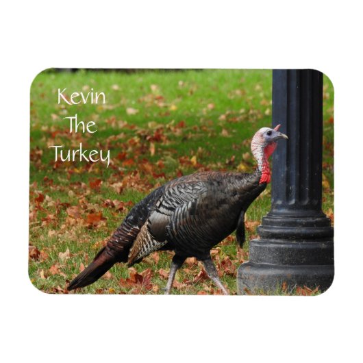 Kevin the Turkey - Old Wethersfield , CT Magnet (Horizontal)