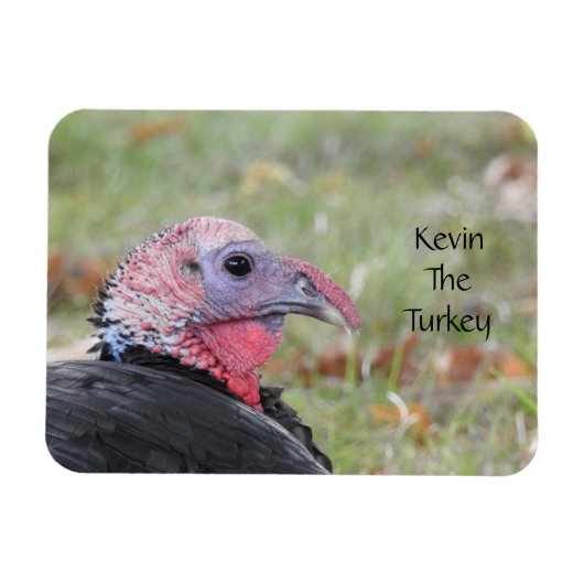 Kevin the Turkey - Old Wethersfield , CT Magnet (Horizontal)