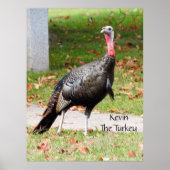 Kevin the Turkey - Old Wethersfield , CT Poster (Vorne)