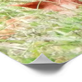 Kevin the Turkey - Old Wethersfield , CT Poster (Ecke)