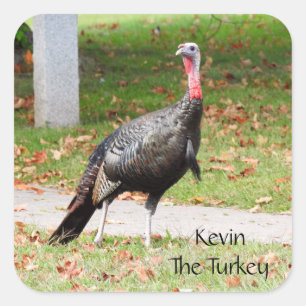 Kevin the Turkey - Old Wethersfield , CT Quadratischer Aufkleber