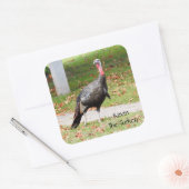 Kevin the Turkey - Old Wethersfield , CT Quadratischer Aufkleber (Umschlag)