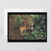 Key Deer Postkarte (Vorne/Hinten)